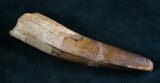 Large Spinosaurus Tooth - Partial Root #8034-1